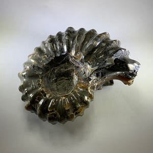 Agatized Ammonite