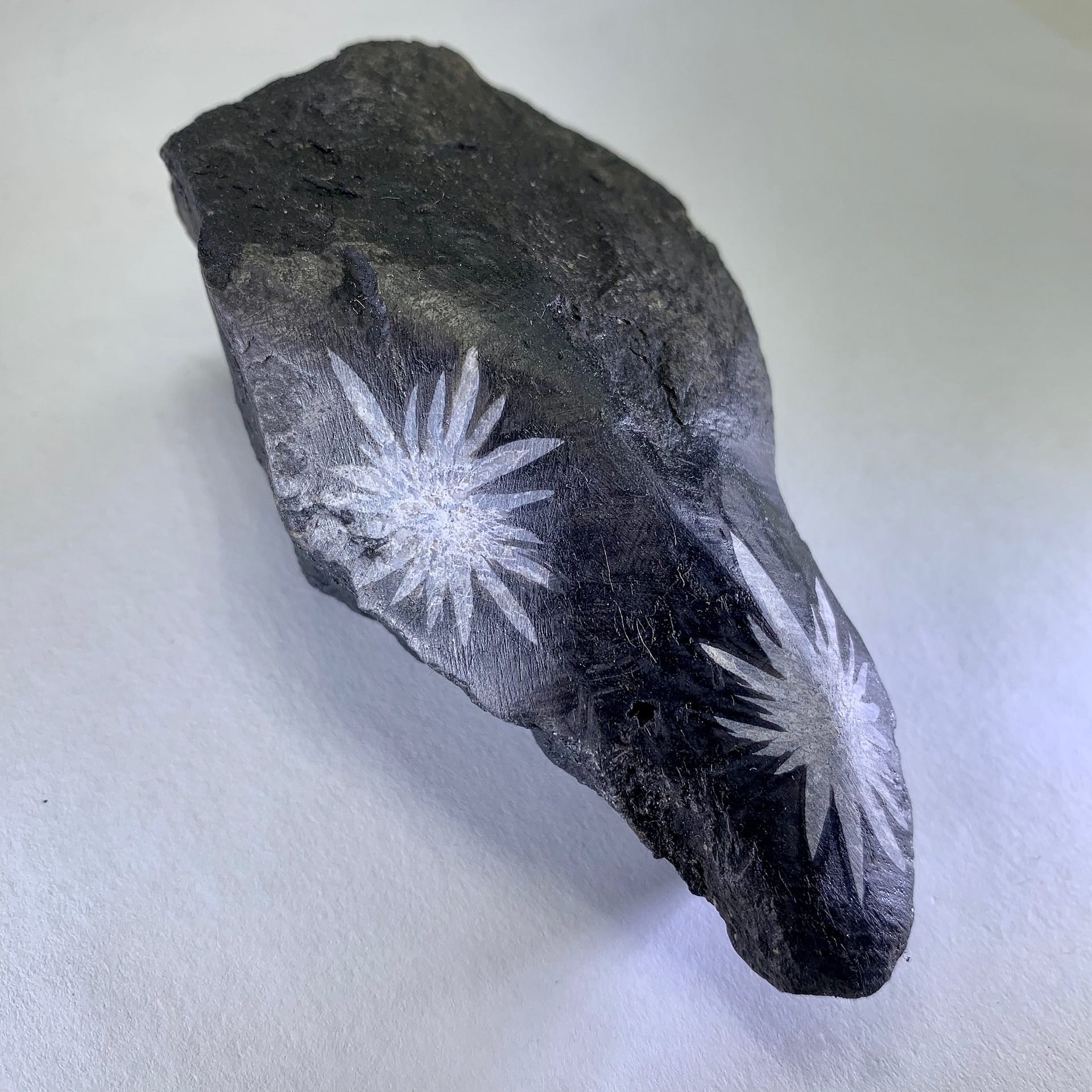 Chrysanthemum Stone – Lambert Fine Minerals